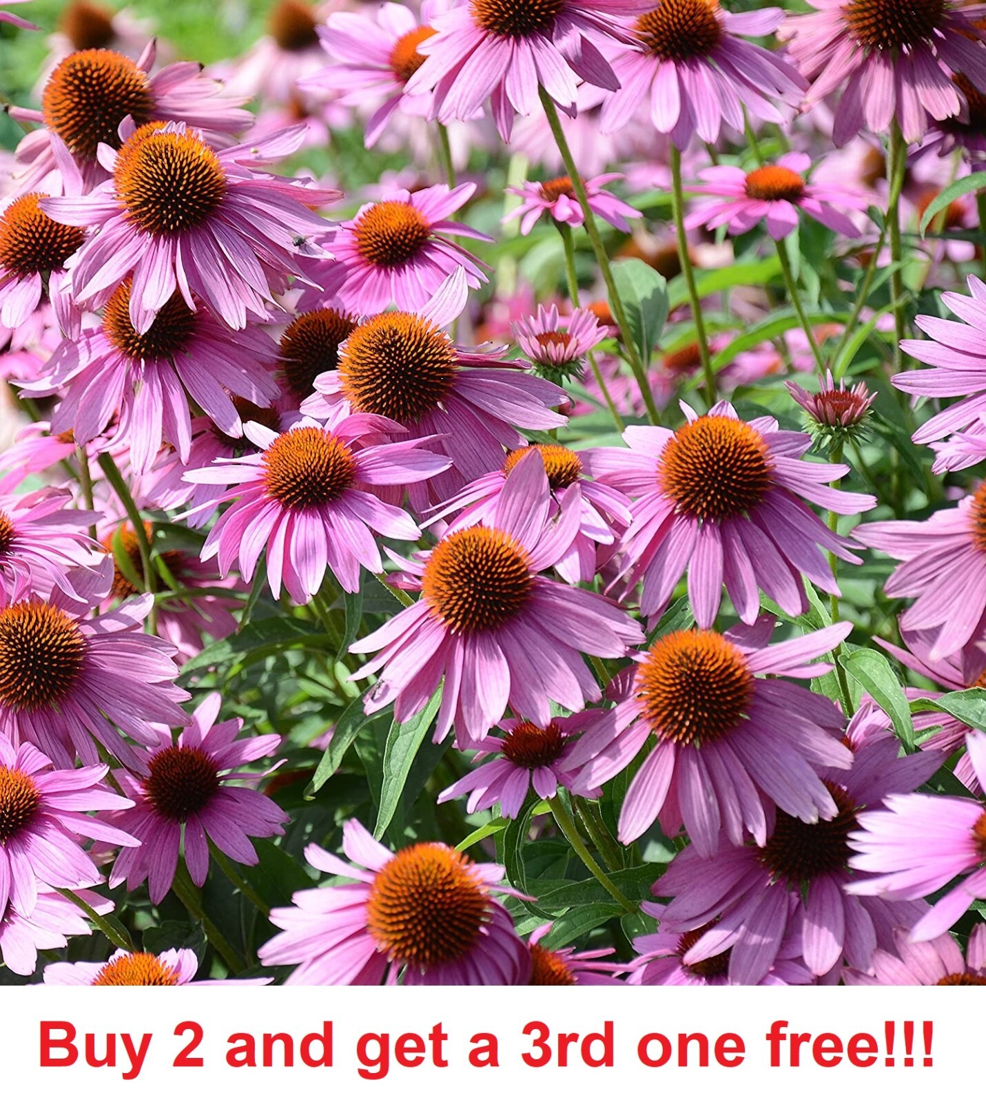 2,000 Purple Coneflower Seeds