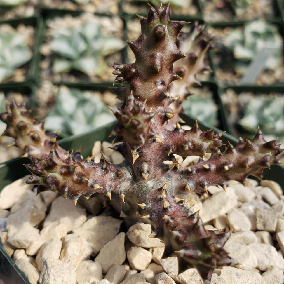 Edithcolea grandis 4″ Persian Carpet Flower Rare Starfish Succulent Plant