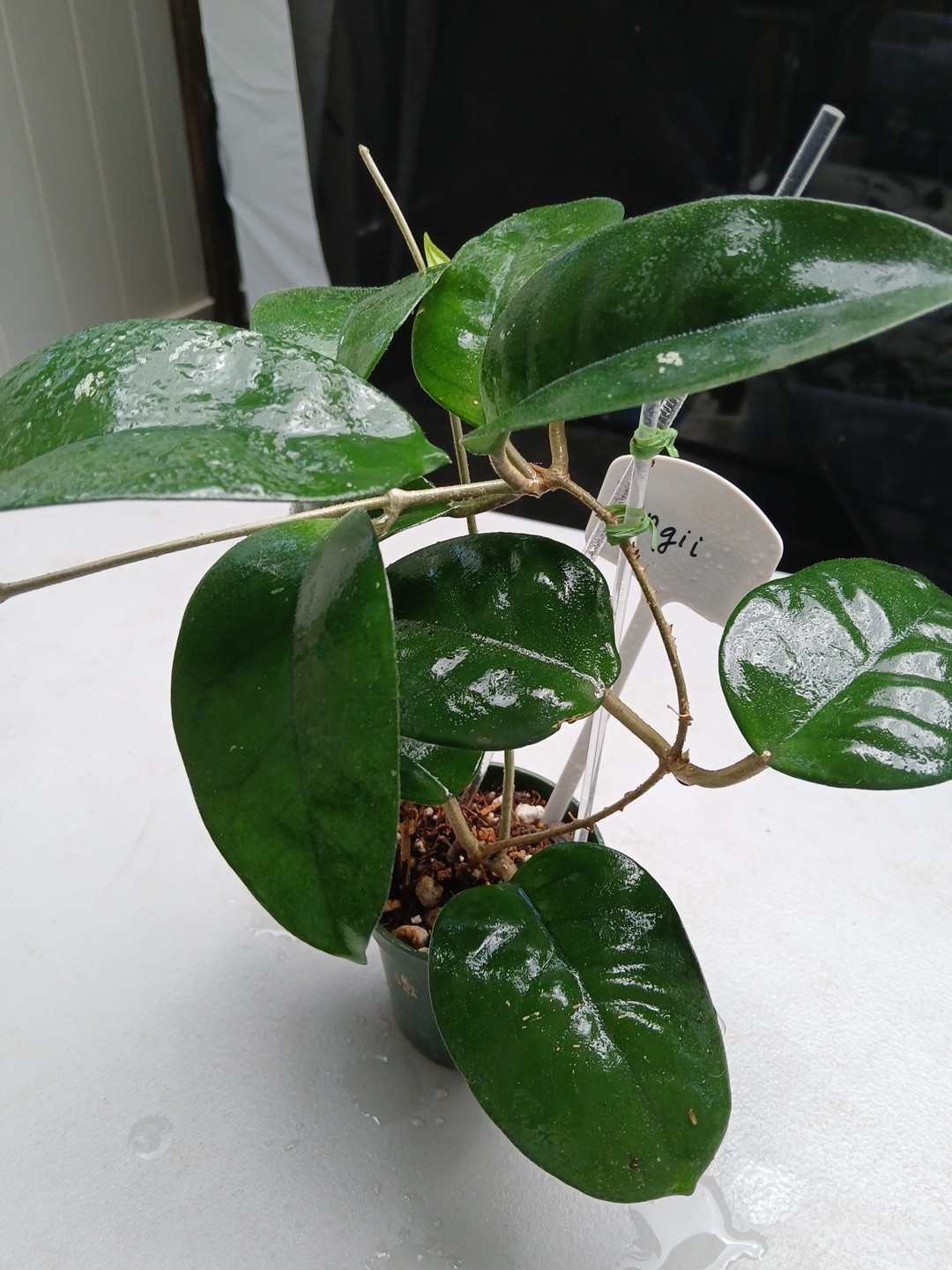 #379- HOYA FUNGI I LIVE PLANT, LARGE LEAF, LARGE PLANT,