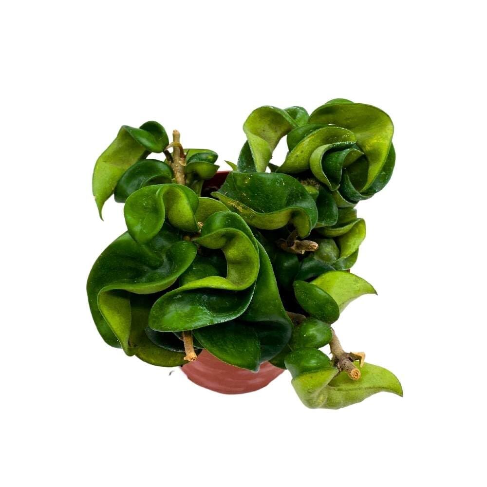 Hoya Hindu Rope, 4 inch Carnosa Compacta Krinkle Kurl Curly Wax Plant