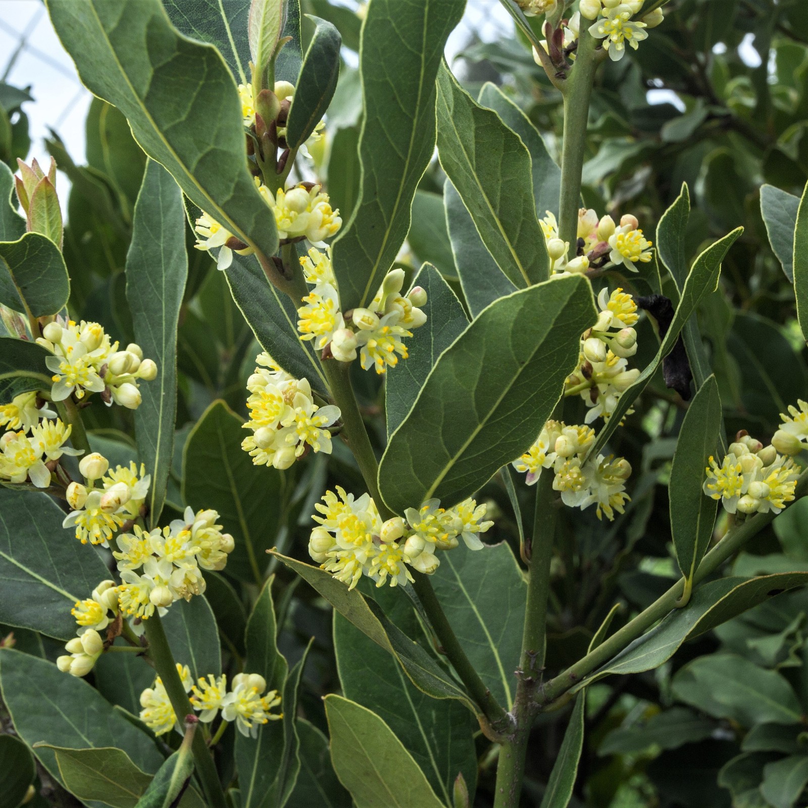 Bay Laurel Sweet Bay 1 Potted Herb Shrub Plant Rooted in Quart Pot, Easy to Grow