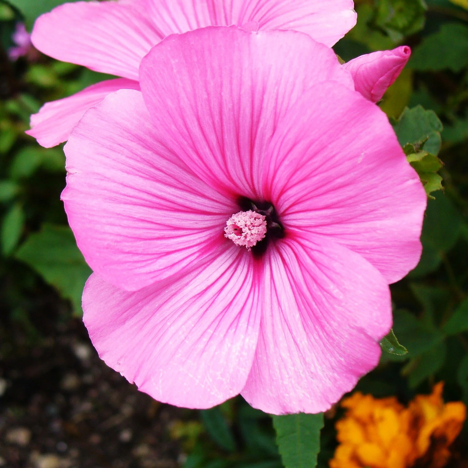 Blush Pink Regis Rose Mallow Seeds – For 2025 Planting Malva Trimestris