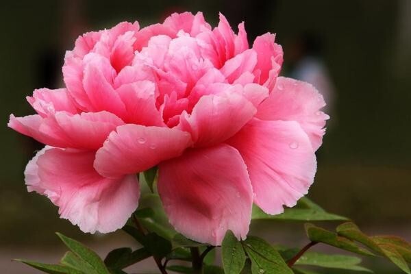 10pc PEONY SEEDS Garden Plant Flower blossom exotic USA seller FREE shipping