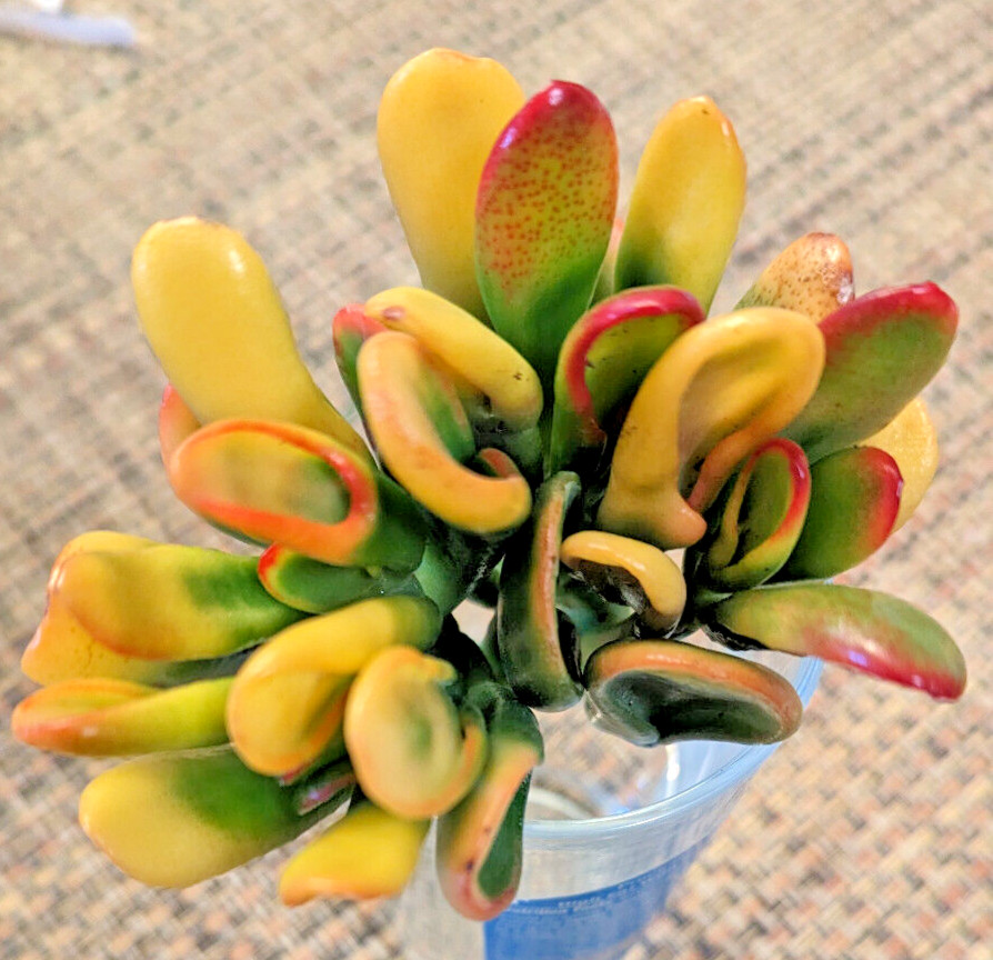 RARE VARIEGATED CRASSULA OVATA ‘GOLLUM’ – ‘GOLLUM” JADE – 3″ ROOTED PLANT