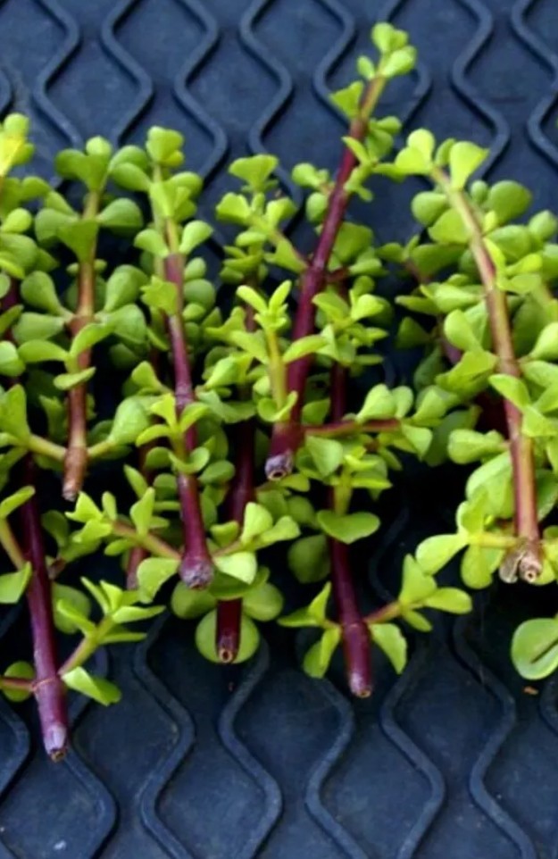 Rainbow Elephant Bush Portulacaria Afra Succulent Cactus Live Plants