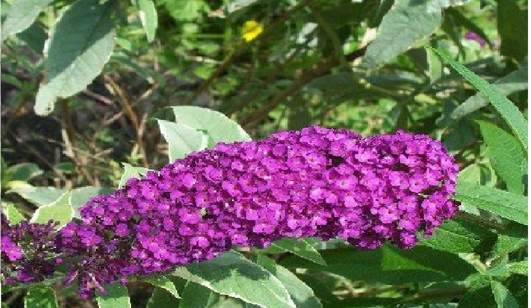 Fushia Red Butterfly Bush Shrub 500 + Seeds USA Home Grown Seller