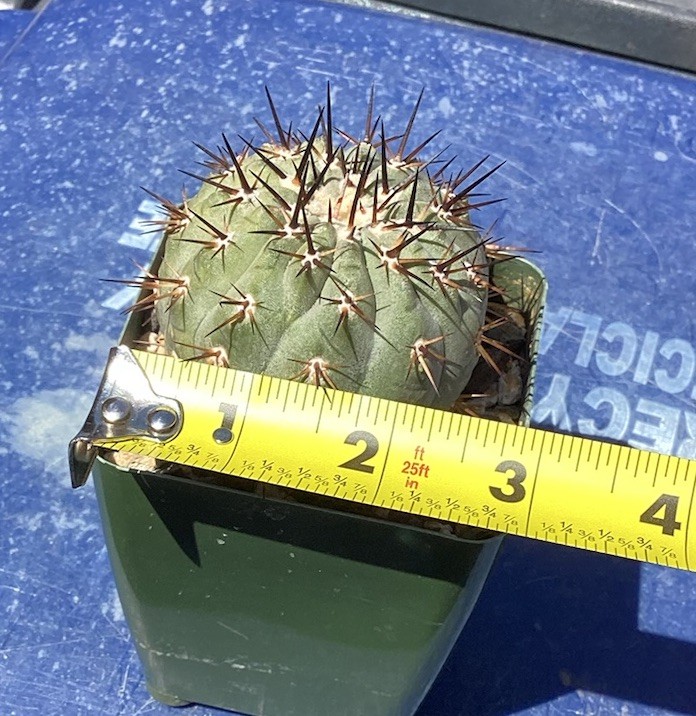 Beautiful Copiapoa Cinerea -Blk Spines- RARE! (Own Roots) -Sold Potted