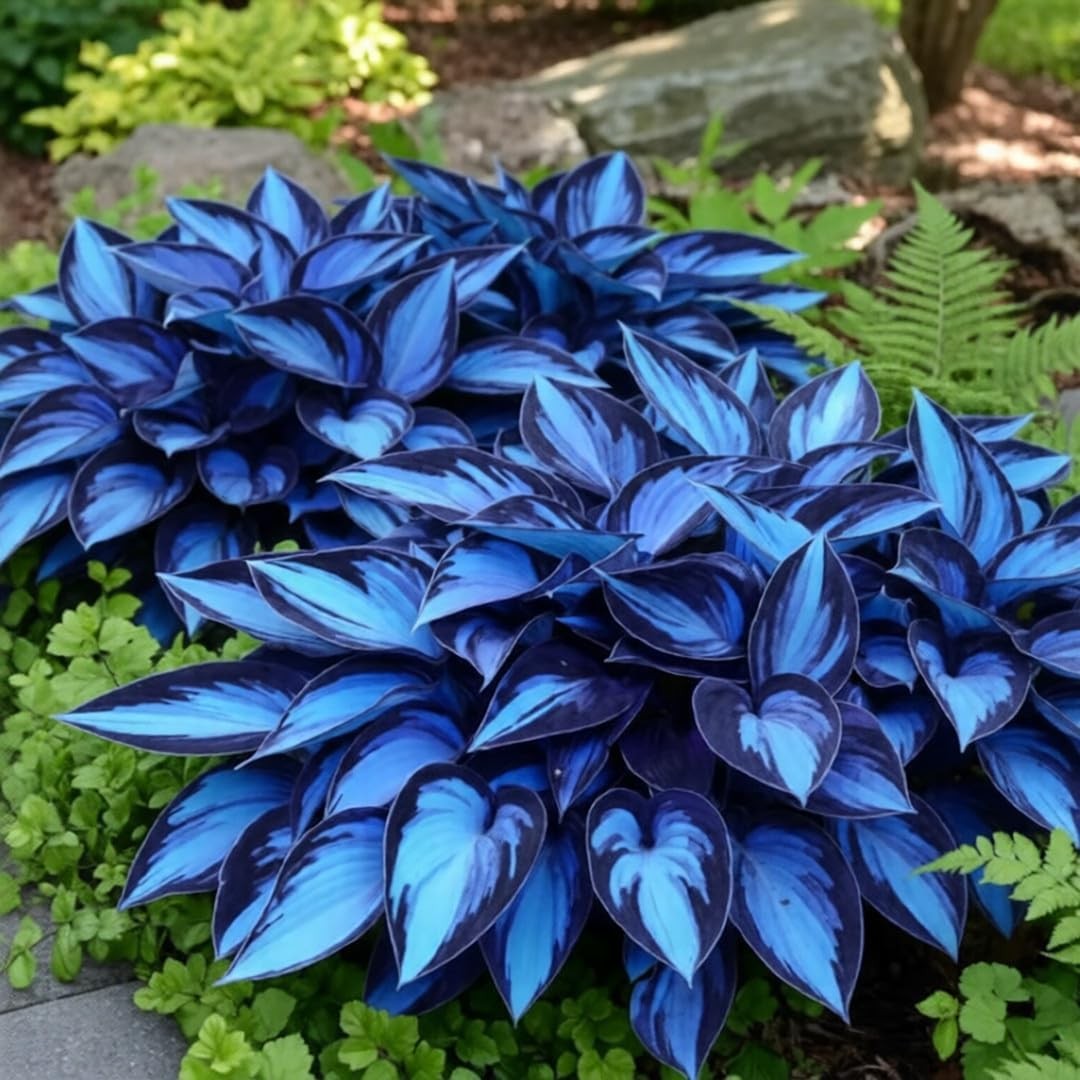 220+ Hosta Seeds Blue Perennial for Planting,Hosta Seeds Blue and Black,Rare Hos