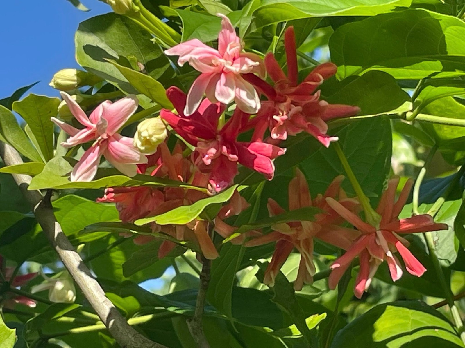 Combretum indicum Rangoon Creeper Double Flowers Chinese Honeysuckle