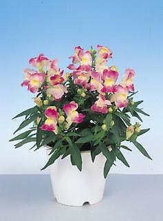 Snapdragon Floral Showers Lavender Bicolor 1,000 seeds