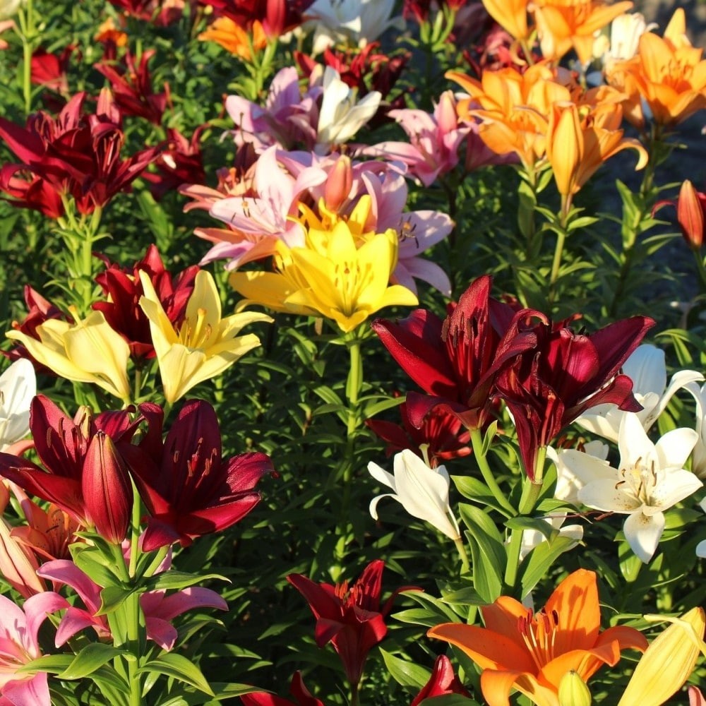 Lilium Oohs and Aahs Colorful Mixed Lily Flowers – 10, 20 or 40 Bulbs – Attracts