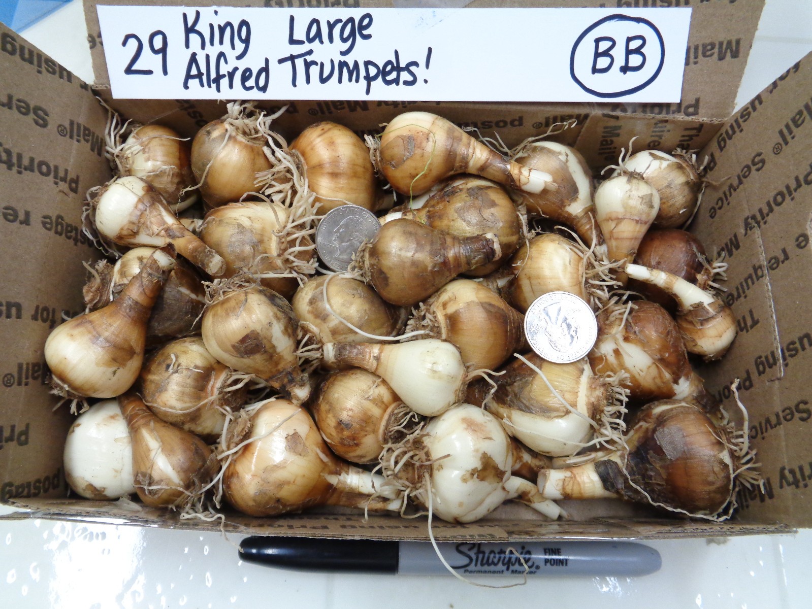 29 DAFFODIL BULBS Yellow King Alfred LargeTrumpet Narcissus FromMyGarden*PlsREAD