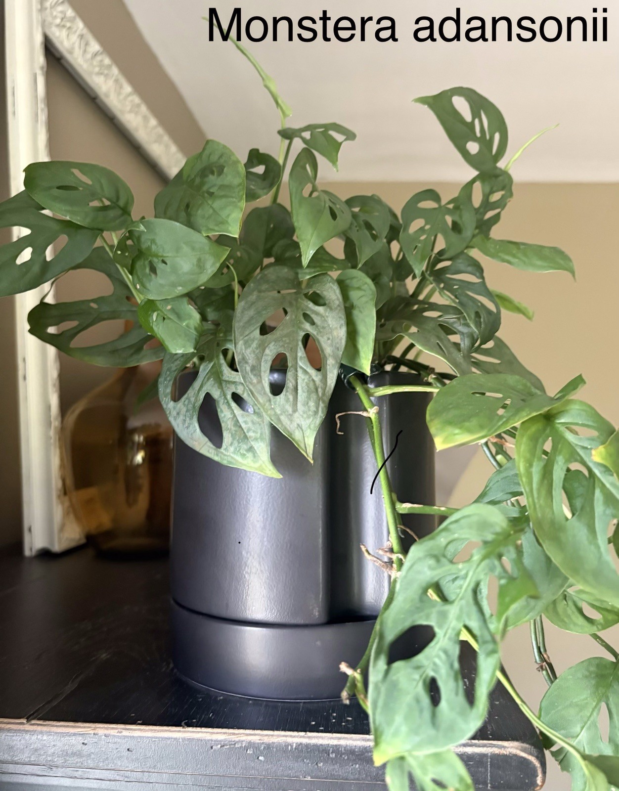 Rare Aroid Node Cuttings! Monstera 🌿 Epipremnum 🍃 Pothos – You Get 8 Types!