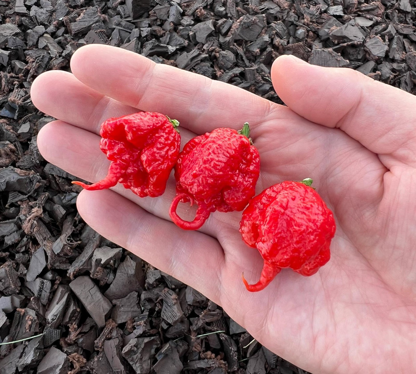 Carolina Reaper Pepper Seeds Pack – World’s Hottest Pepper! Authentic Heirloom