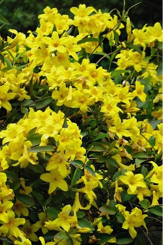 BIGNONIA “YELLOW” CROSSVINE*Rooted Starter Plant*USA SELLER*ATTRACTS BUTTERFLIES