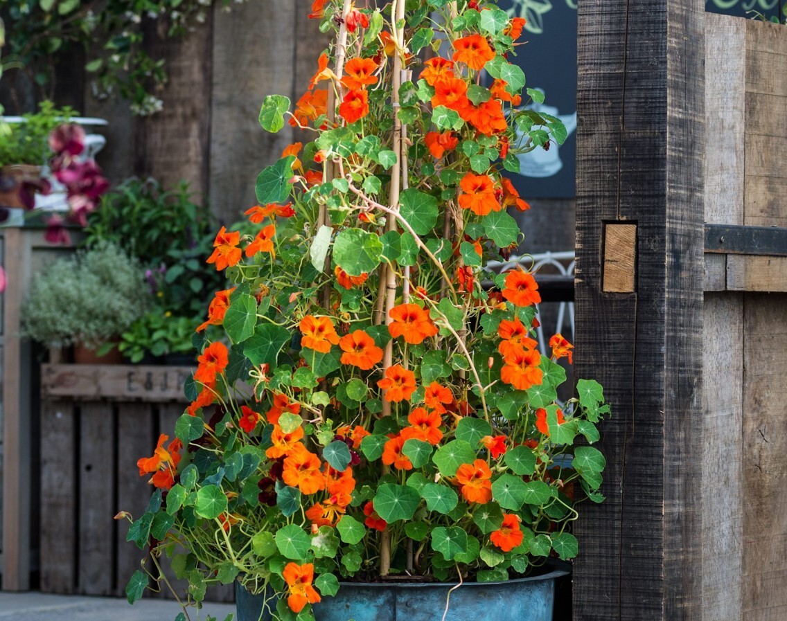 Nasturtiums Live Plants – 3-5” Tall – 2 Plant in 4″ Pot – Edible Flower Herb