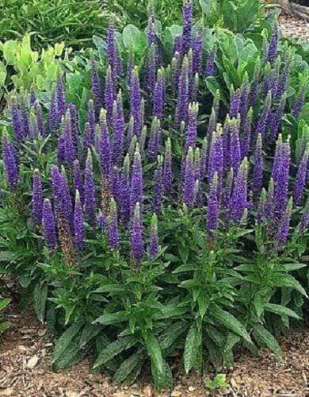 50 Mixed Colors VERONICA Spicata SIGHTSEEING MIX Spike Speedwell Flower Seeds