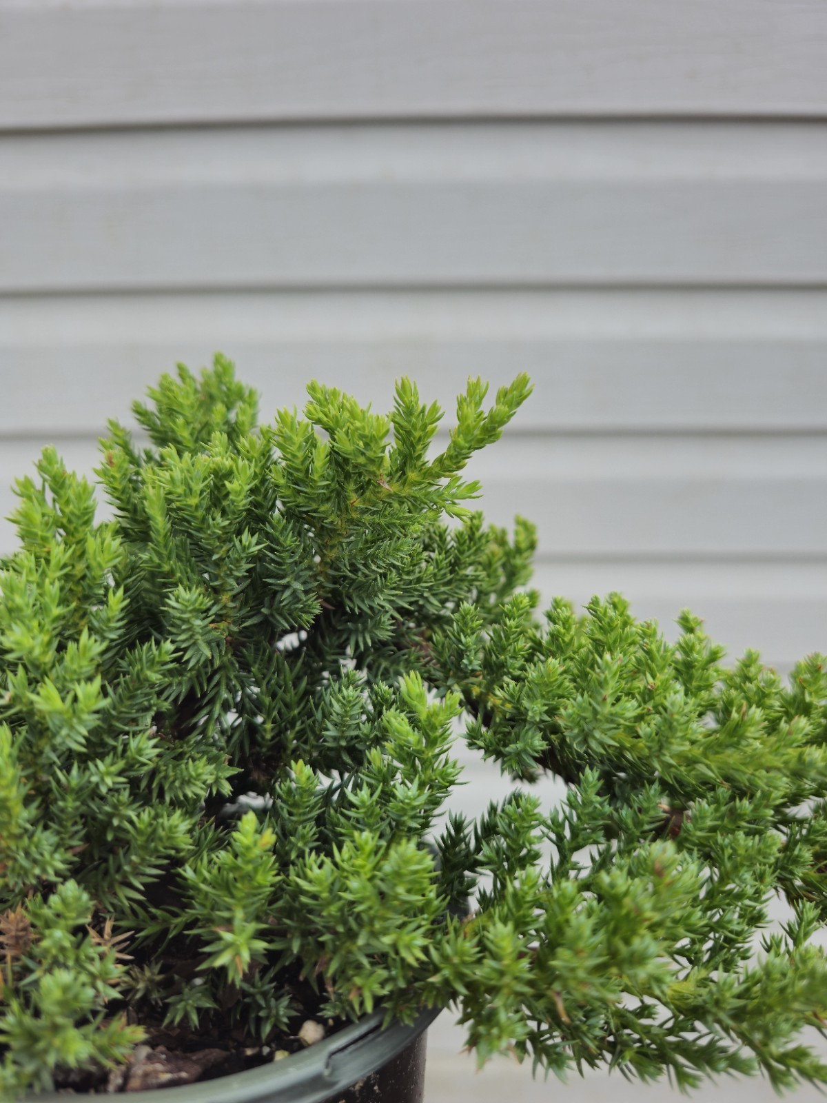 Juniper Bonsai Prebonsai Tree Procumbens Nana Japanese Garden In 4″ Plastic Pot