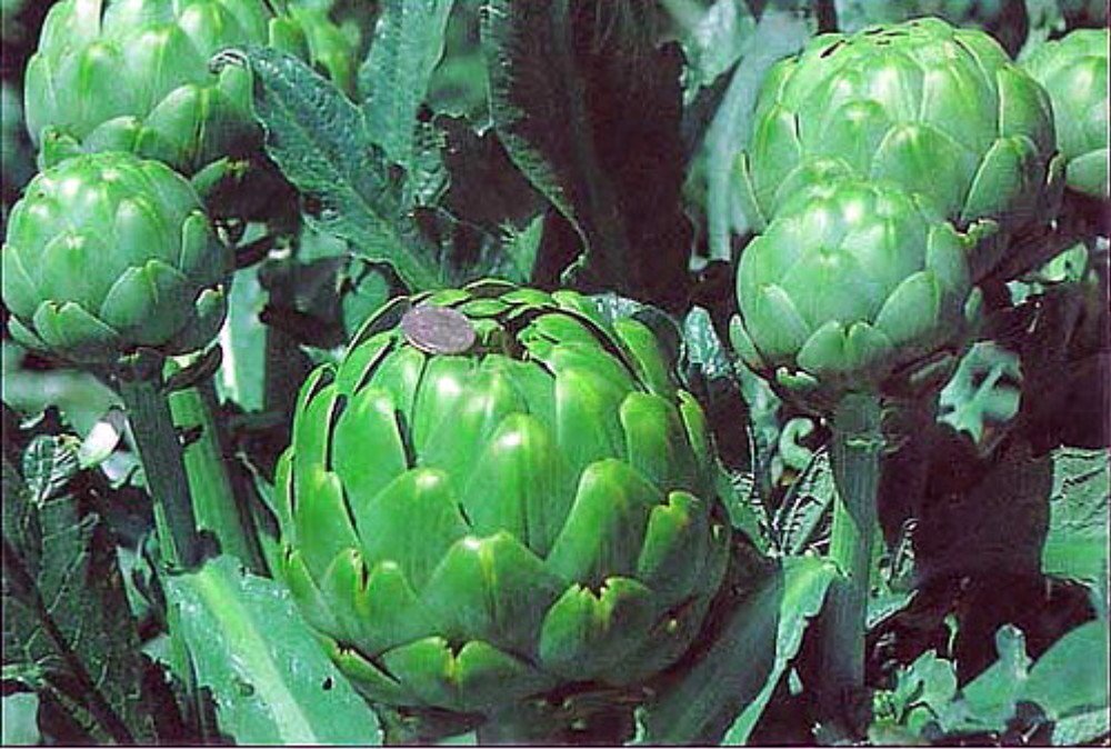 Imperial Star Artichoke 15 Seeds – Artichokes this Year