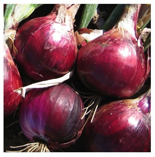 ONION Cebolla Roja de Puerto Rico 25 Seeds