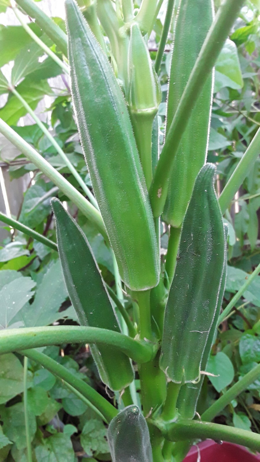 80+ Jambalaya, Okra Seeds Non-GMO Open Pollinated Early and Super Prolific