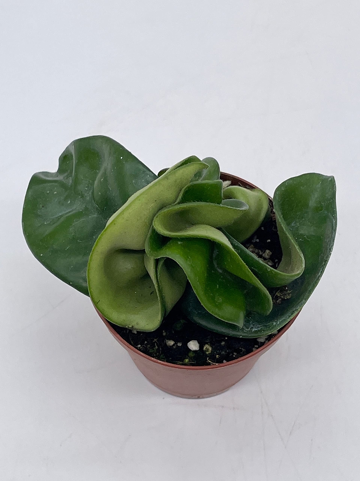 Hoya Hindu Rope, Carnosa Compacta, in a 2 inch Pot, Live Tiny Mini Pixie Plant