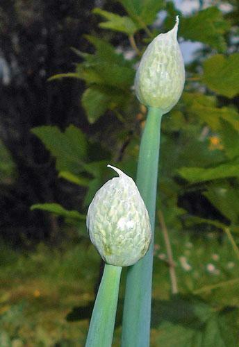Allium fistulosum | Japanese Bunching or Welsh Onion | 5 Seeds
