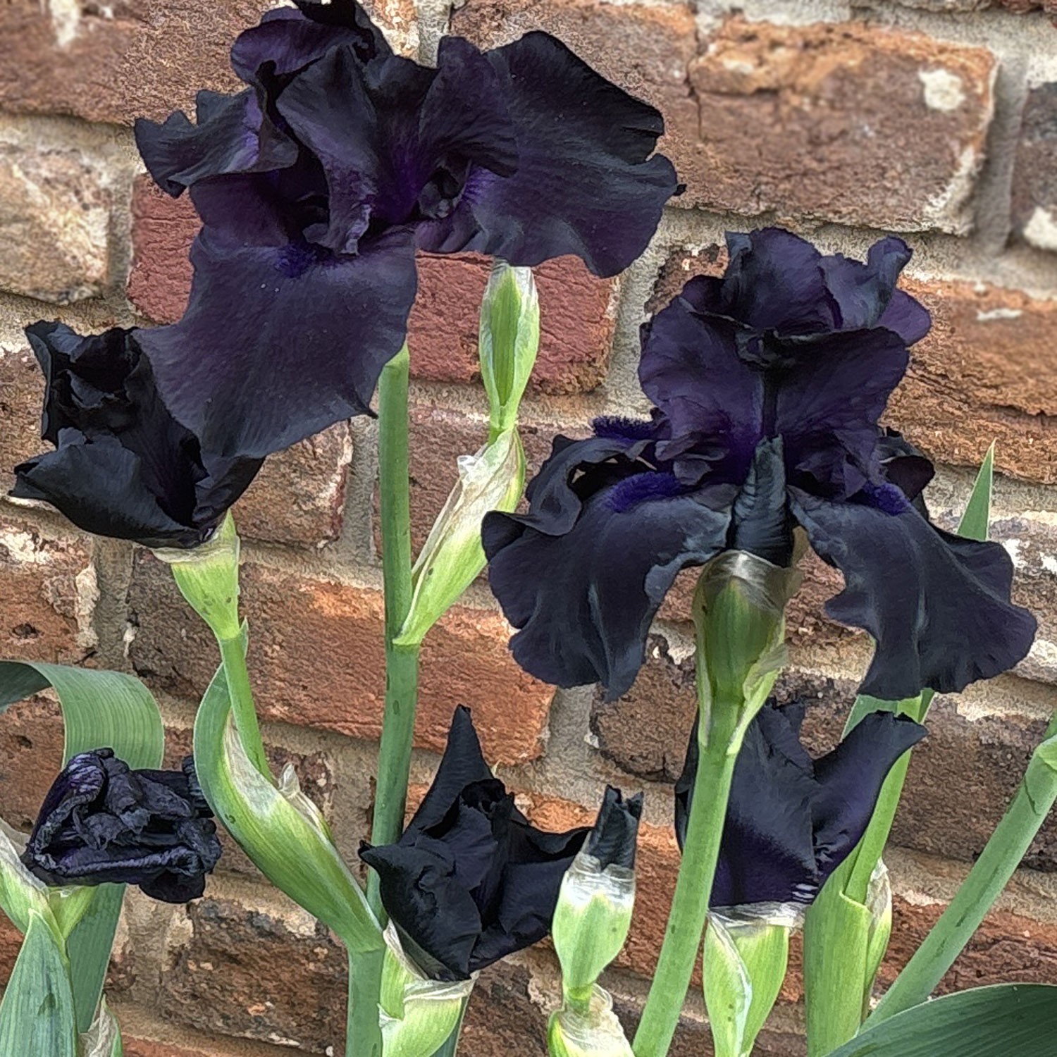 Ghost Train Bearded Iris Plant Quart Pot | Black Flowers Perennial