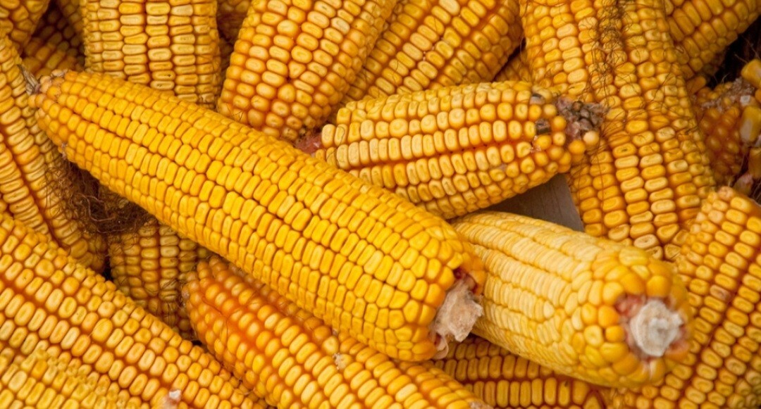 1/4 Lb. ( Approx. 275 Seed ) Hickory King Yellow Field Corn Non GMO Heirloom