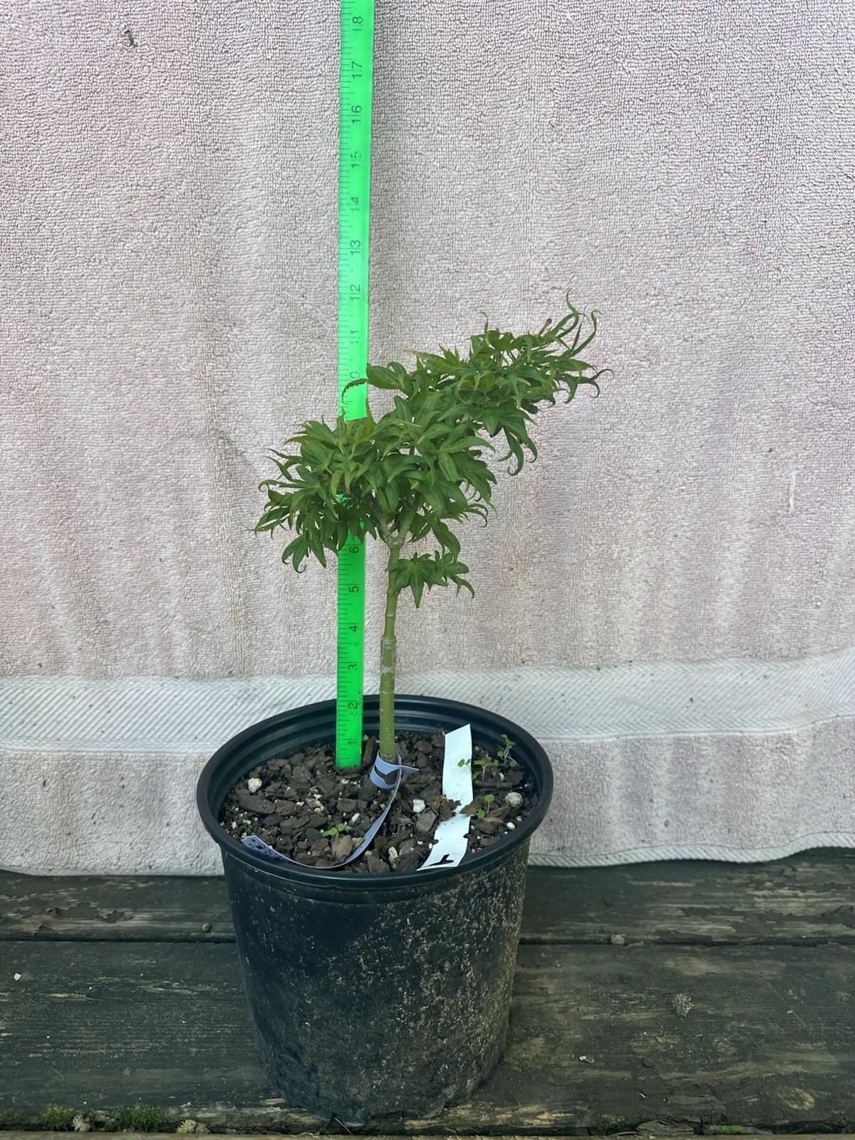 Acer Palmatum El Tigre Rare Japanese Maple 3-4yr Old 1.5 Gal