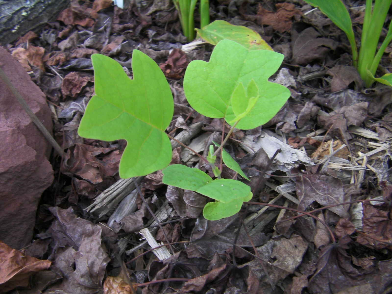 1-2 ft tall Tulip Poplar tree, Liriodendron Tulipifera, produce yellow flowers