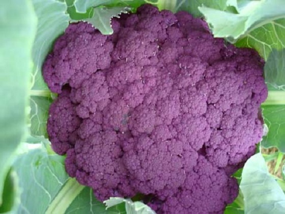 25 Seeds Cauliflower Graffiti Purple Cauliflower Seeds