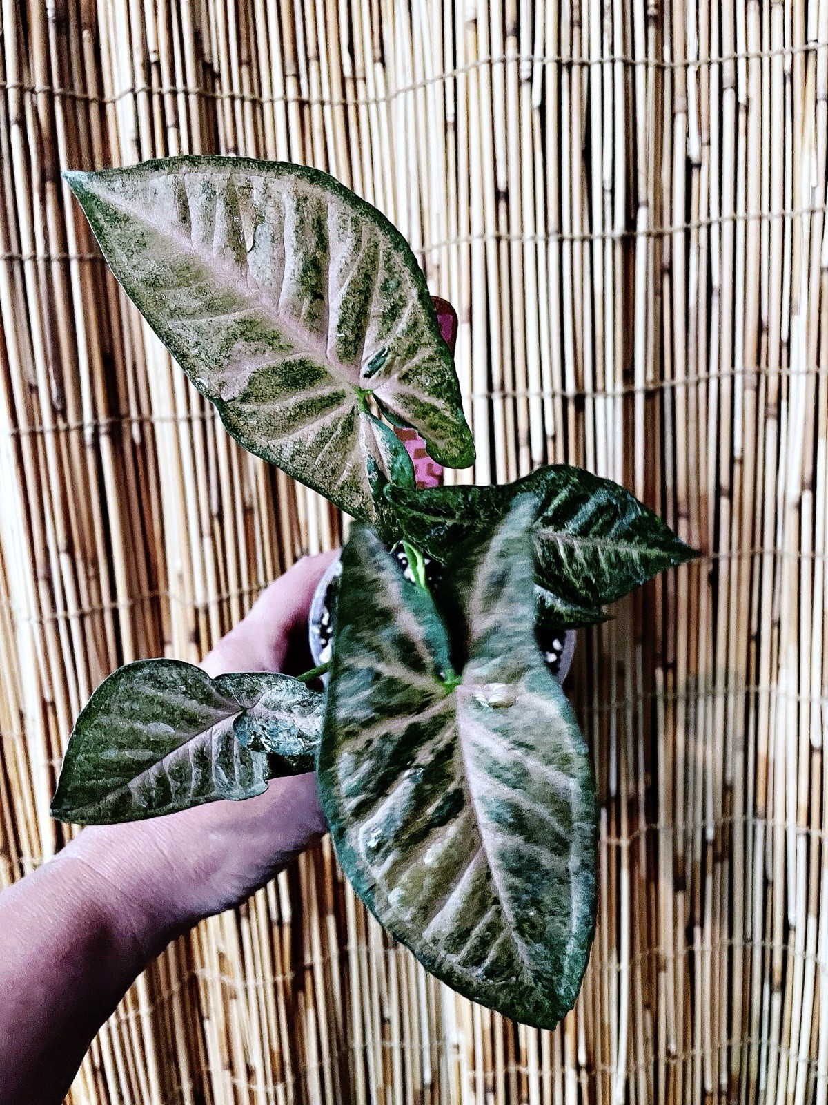Rare Syngonium Pink Flecked Variegated Tropical Arrowhead Vine EXACT Plant