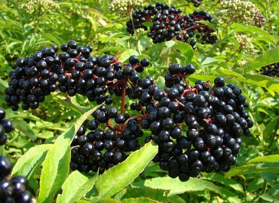 American Elderberry Plants – Sambucus canadensis – 3.5” in Pot 6-12” Height
