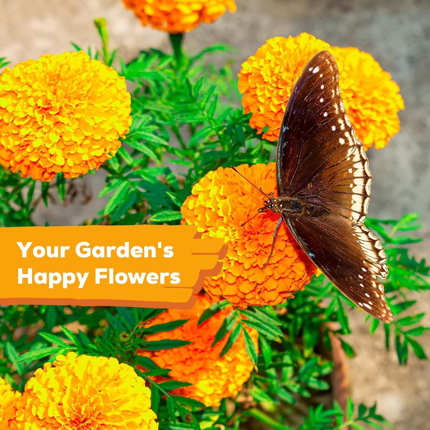 Heirloom Marigold Seeds – 400+ Non-GMO Seeds for Breathtaking Floral Displays