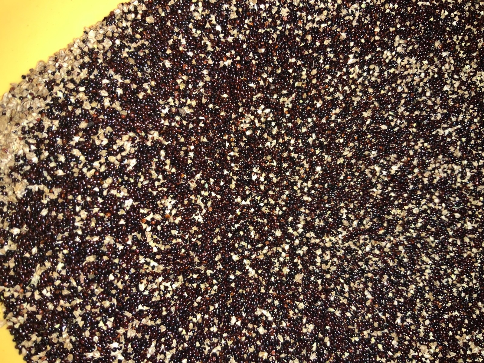 Efo Tete (Green Amaranth) — 500‑Seeds