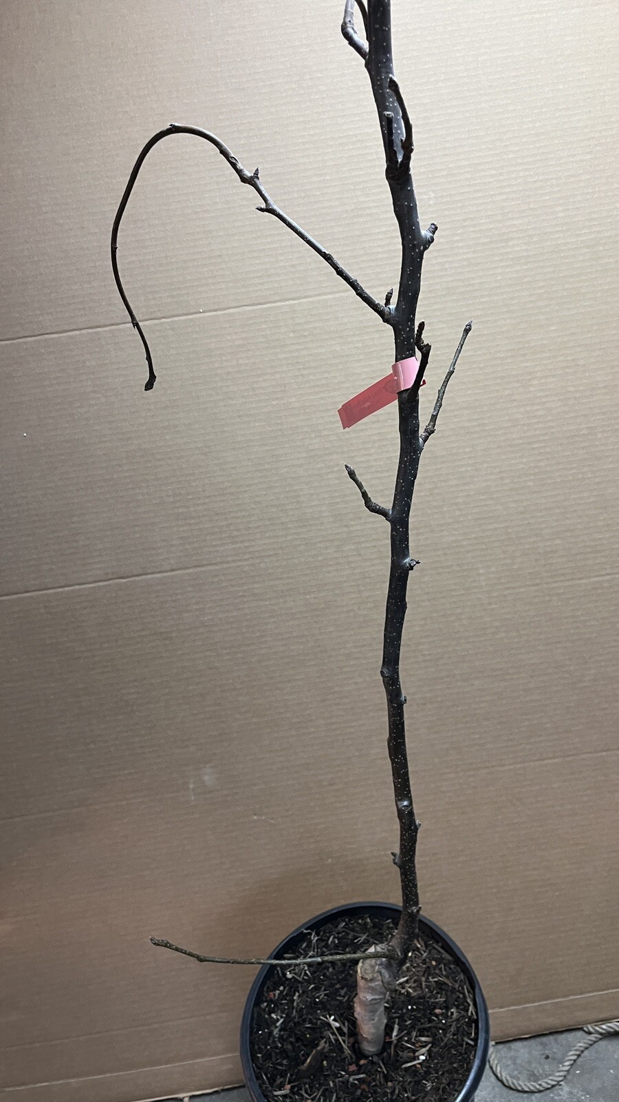 8-12” tall Hosui Asian Pear Tree, grafted plant, potted