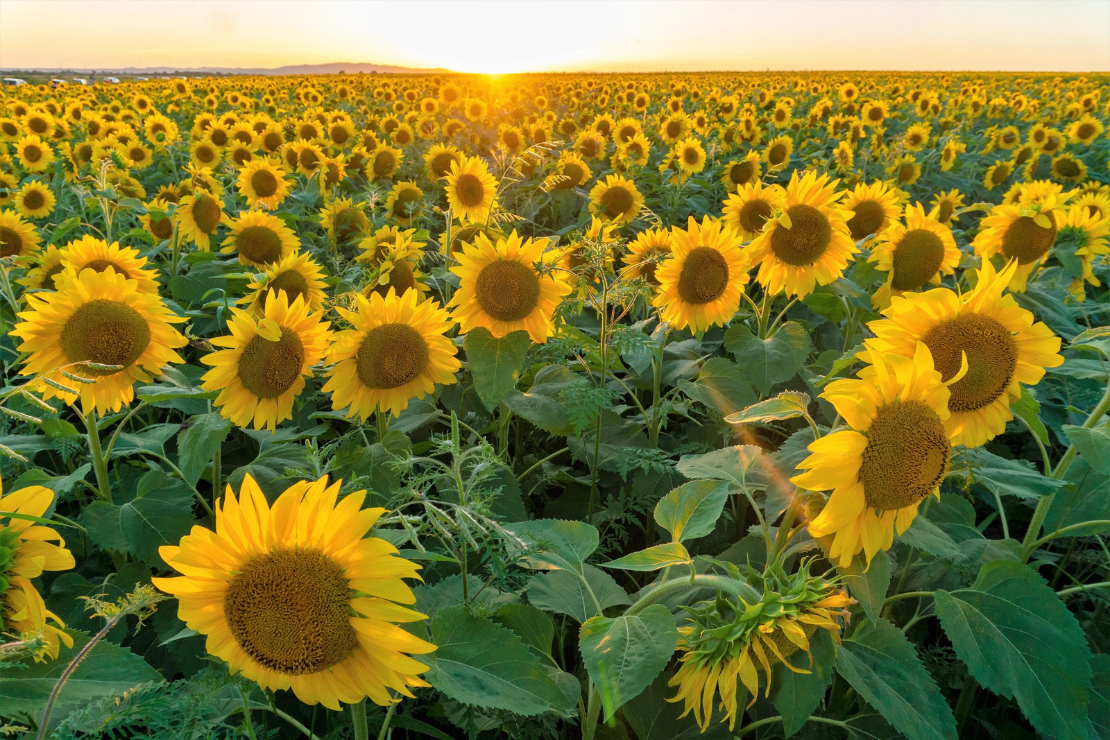 100 PEREDOVIK SUNFLOWER Helianthus Annuus Black Oilseed Yellow Flower Seeds