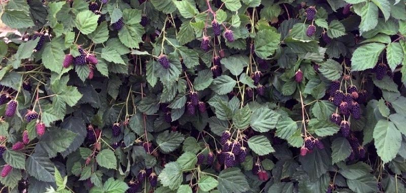 1 Columbia Star Blackberry – Thornless Rubus hybrid- Starter Plug