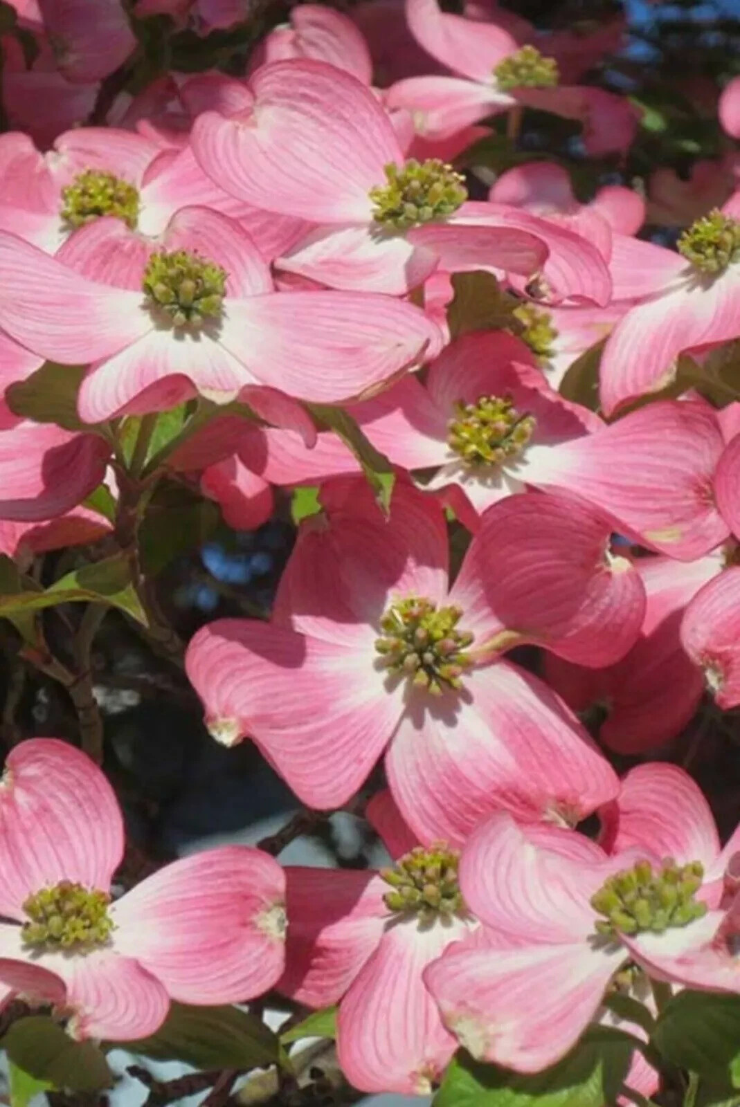6 Unrooted Cuttings Pink Dogwood Heirloom Tree Rich Deep Pink Color