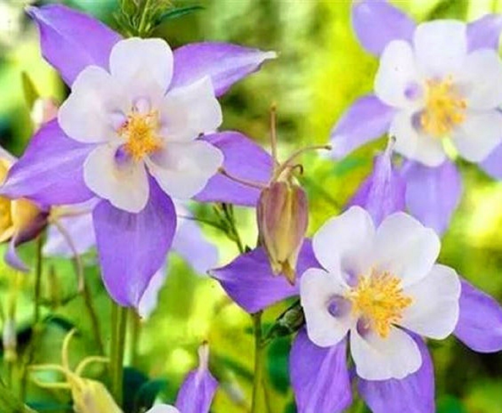Blue Columbine Aquilegia Perennial Flower Seeds 100+ Seeds Buy 4 Free Ship