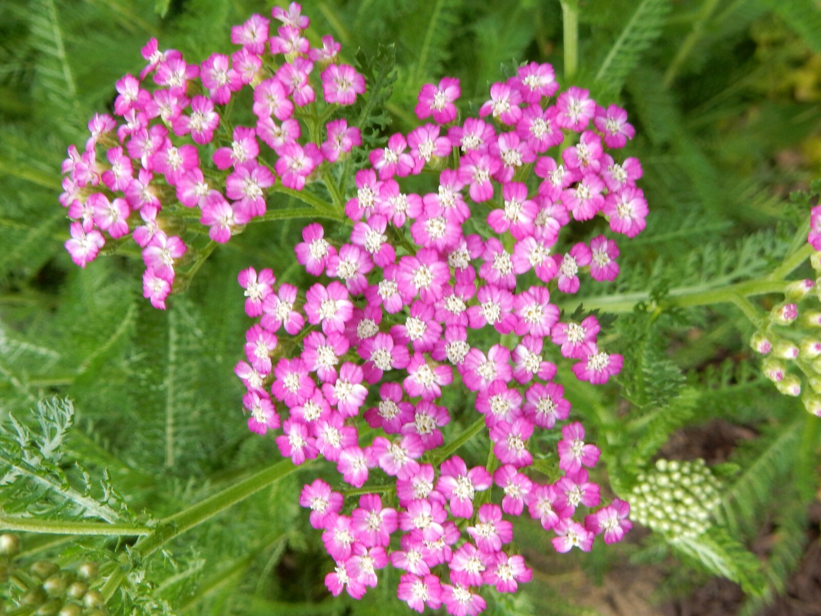 10 Young Plants YARROW Achillea Hybrid – Firefly Amethyst – Perennial