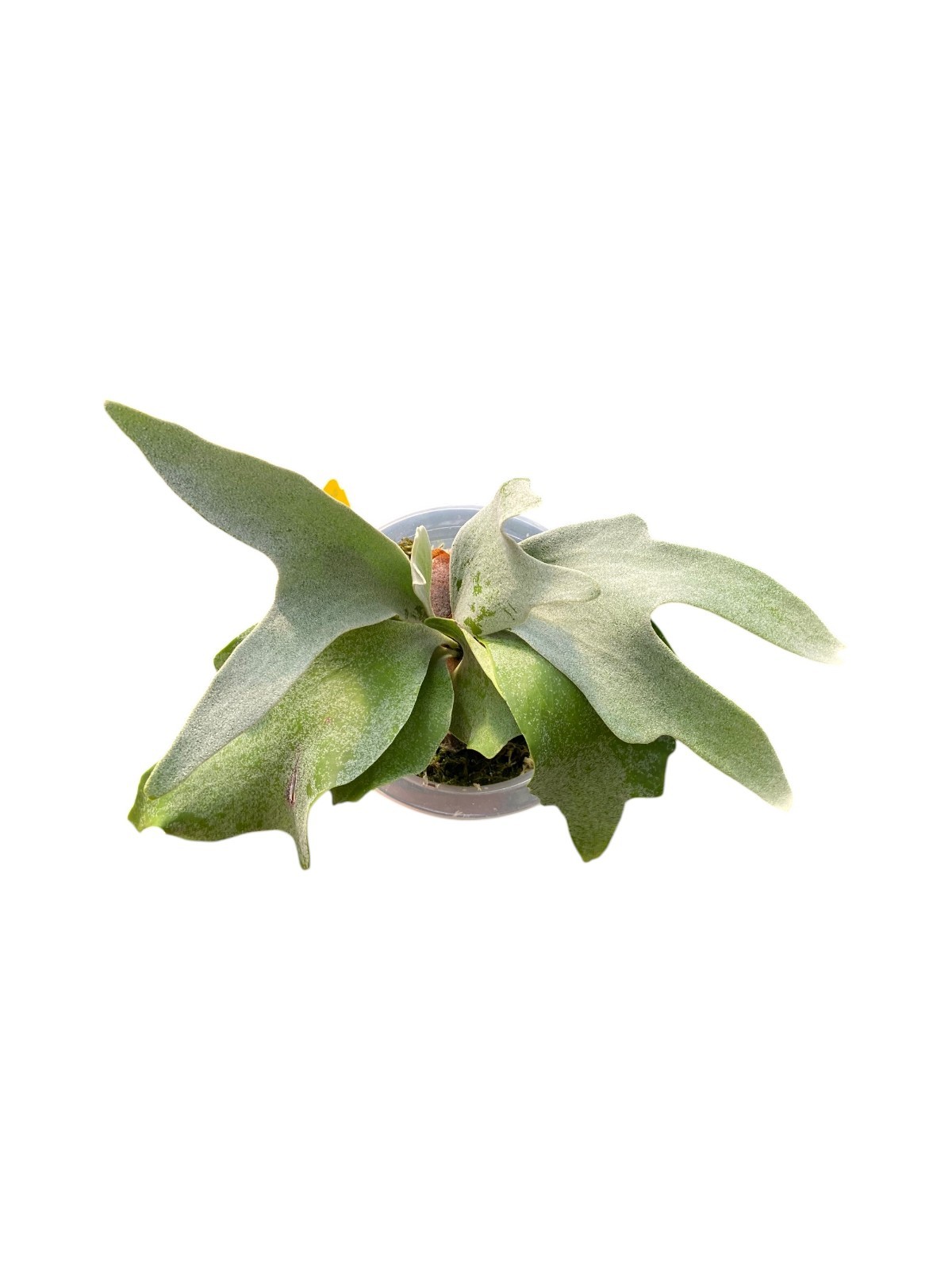 Platycerium ‘Ginka’