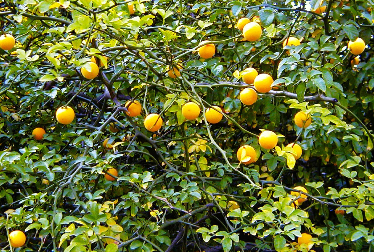 Hardy Orange Tree (Trifoliate) Seeds – For 2026 Planting Poncirus Trifoliata