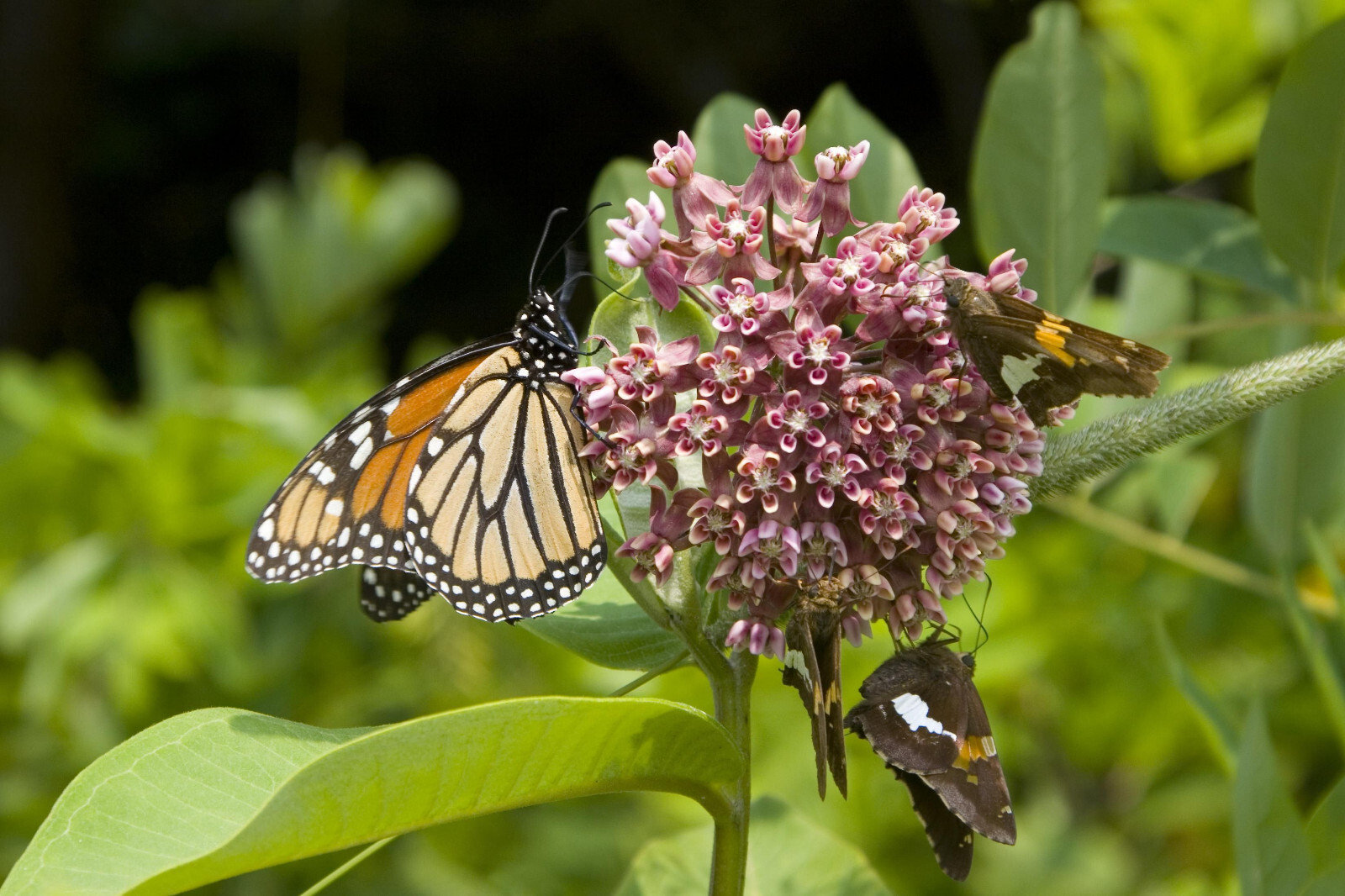 100+ Common Milkweed Seeds (Asclepias Syriaca) Native Monarch Butterfly Flower