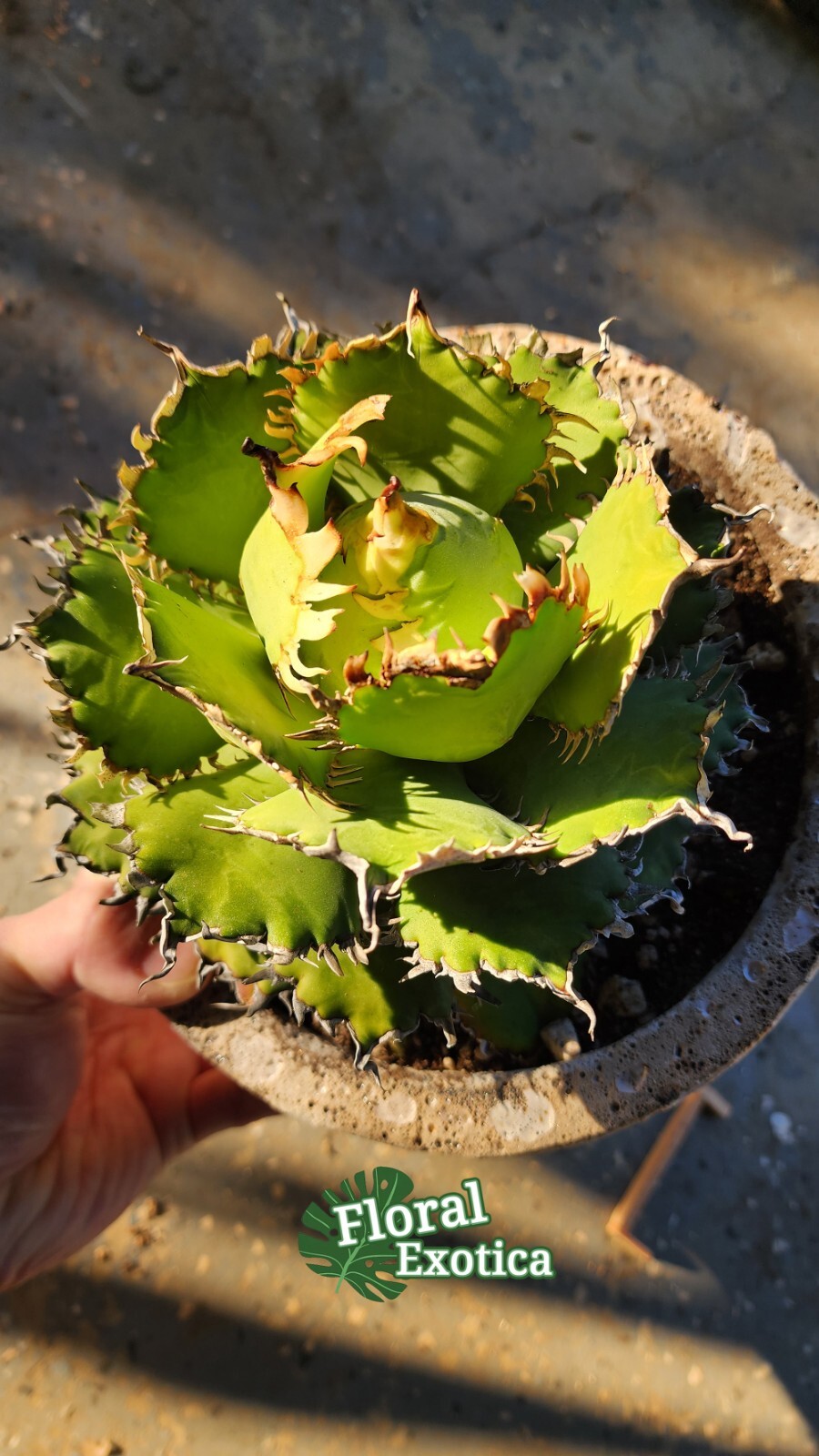 Agave Titanota ‘Filigree’ Compact – Matured Specimen – Finished Form – US Seller