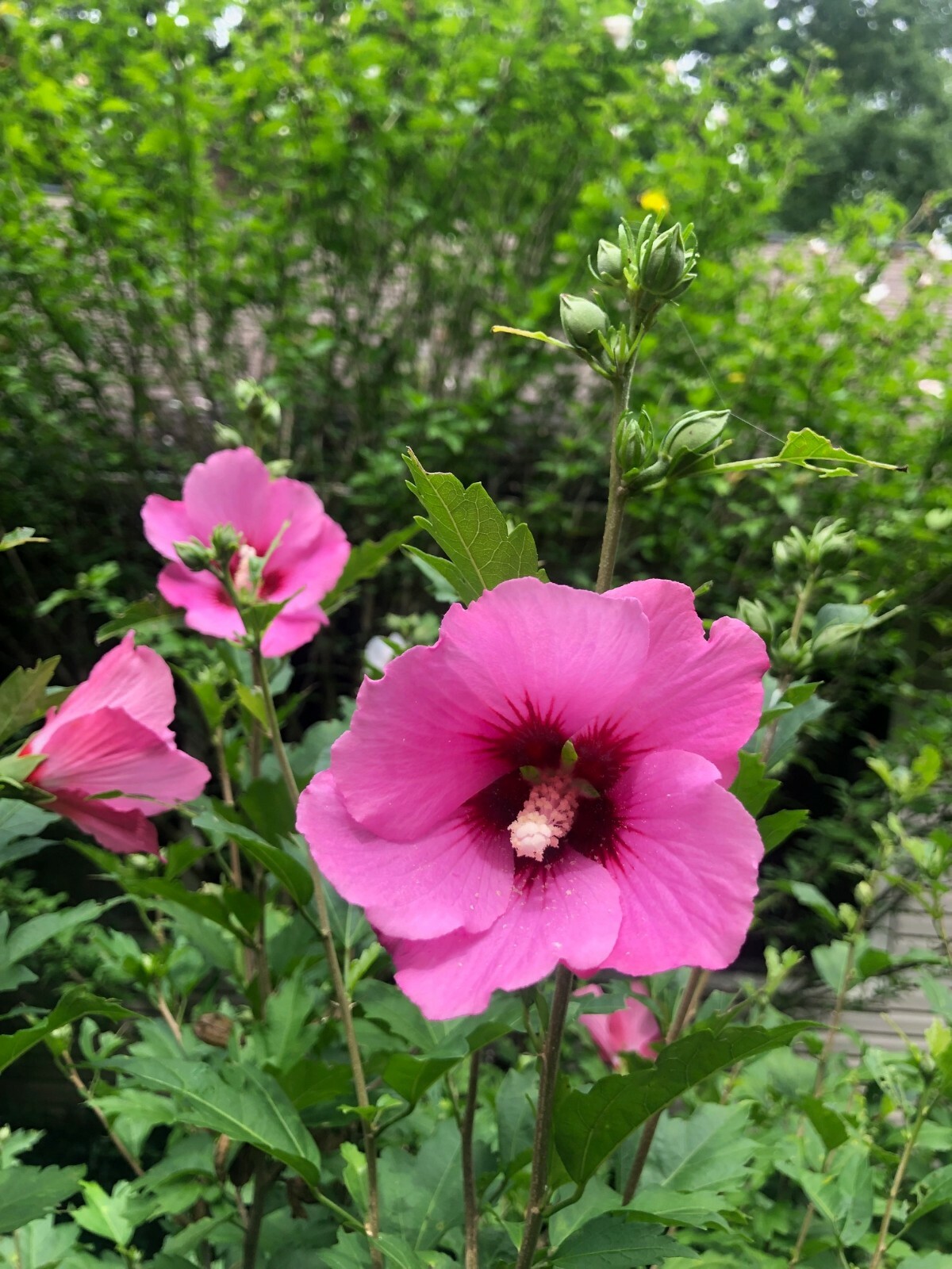 (Rose Of Sharon) Hibiscus Live Plant with Roots