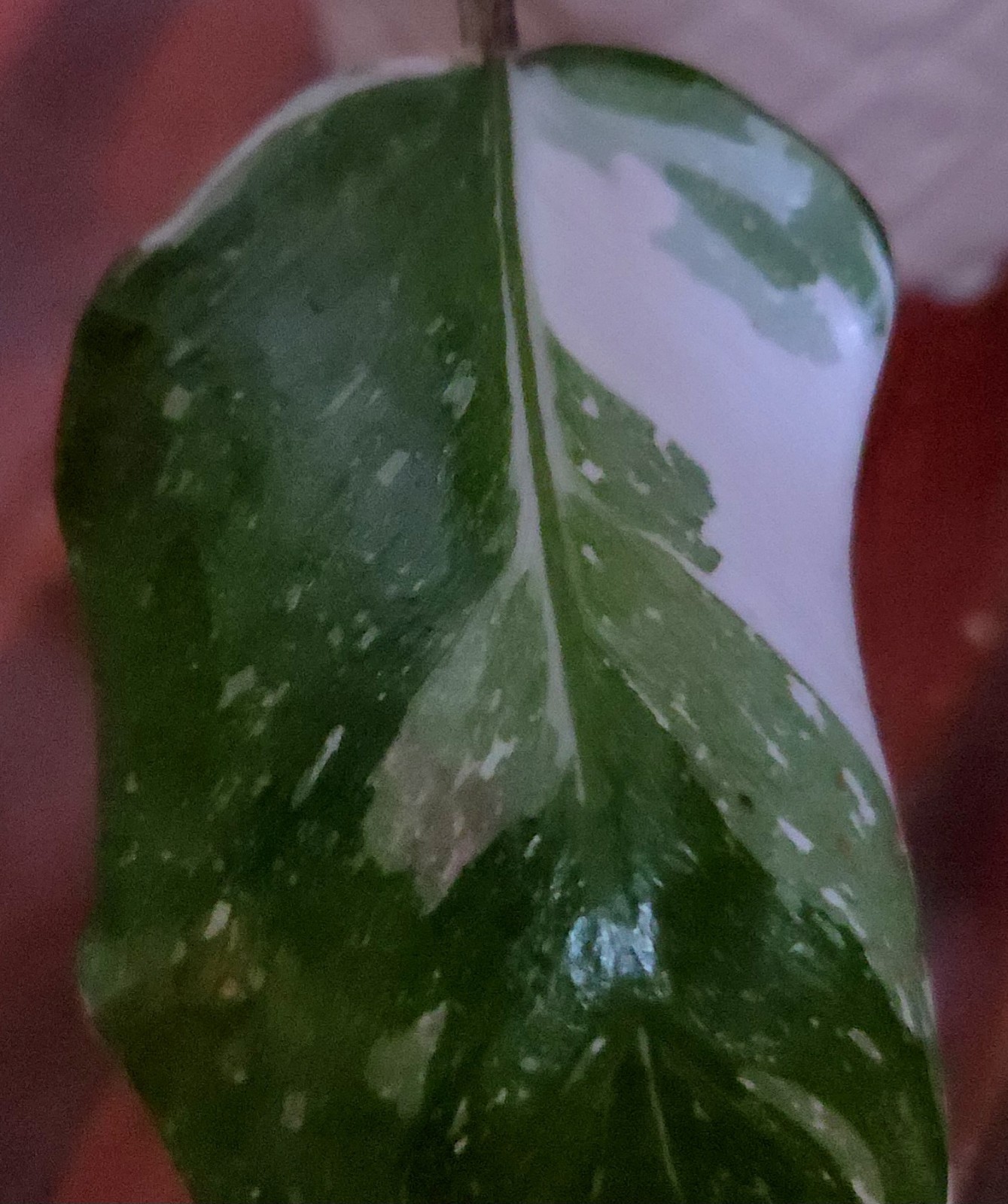 Rare Philodendron Scarlet Princess 16″ Tall Multi Branch Not Anthurium Monstera