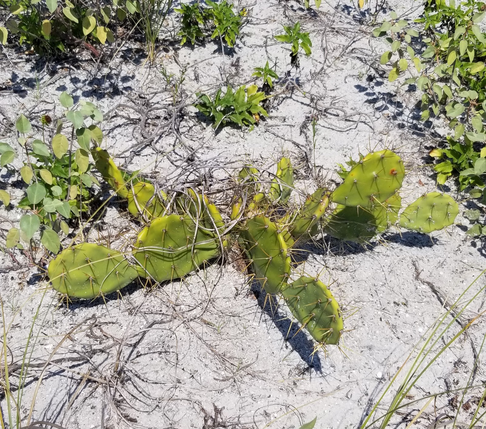 Opuntia Dillenii Beach Prickly Pear Cactus Sand Key Beach FL Pad Cutting (1)