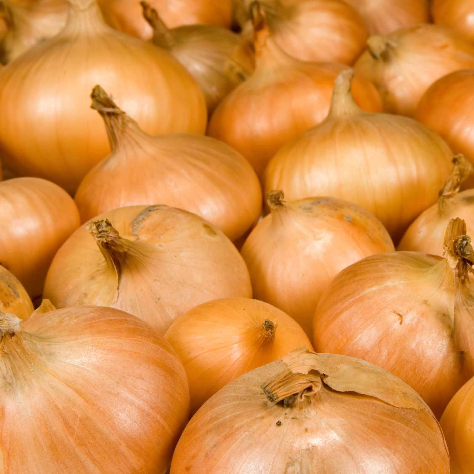 Walla Walla Sweet Onion, NON-GMO, Northern Onion, Overwintering, FREE SHIPPING